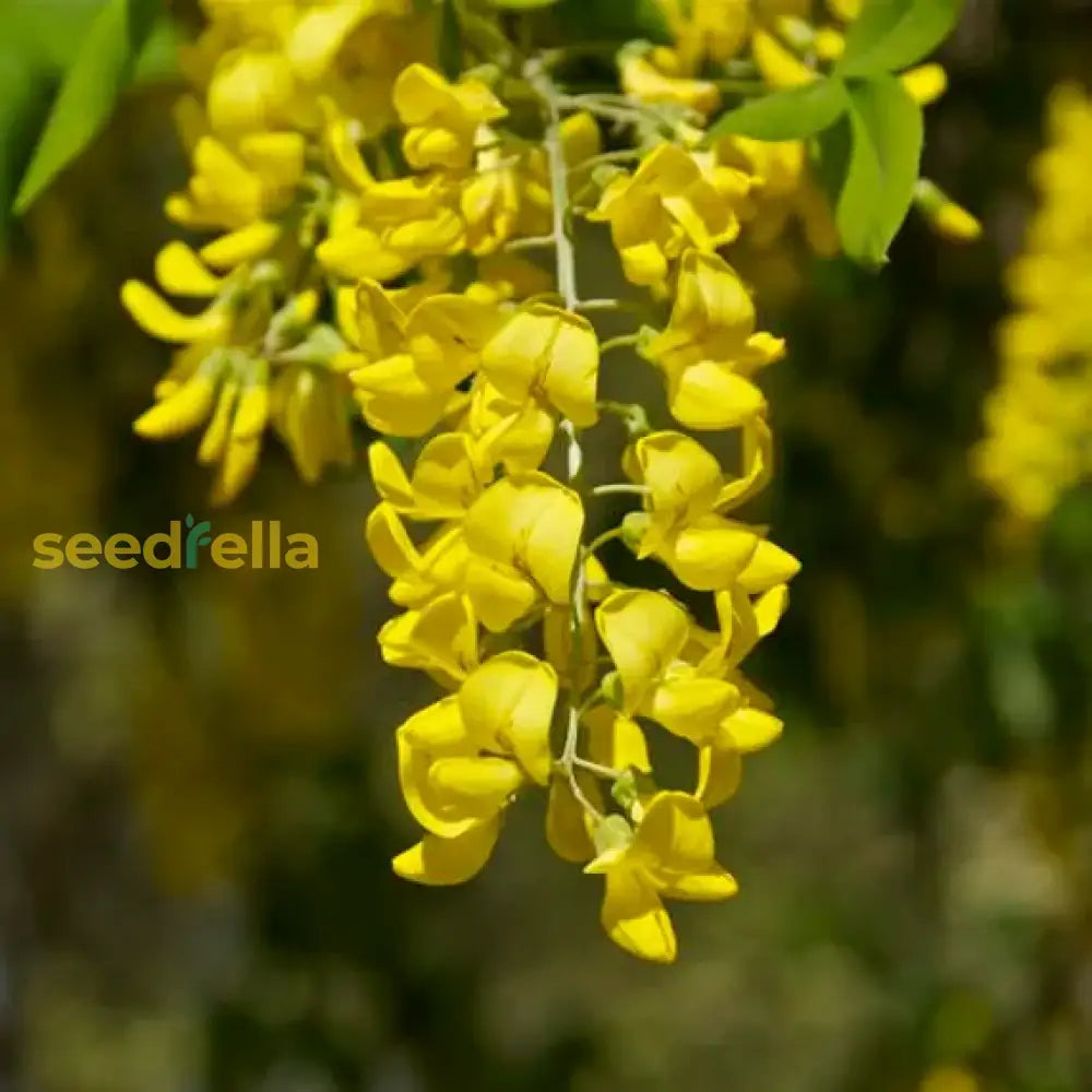 Golden Chain Flower Seeds For Planting  Elegant Garden Blooms