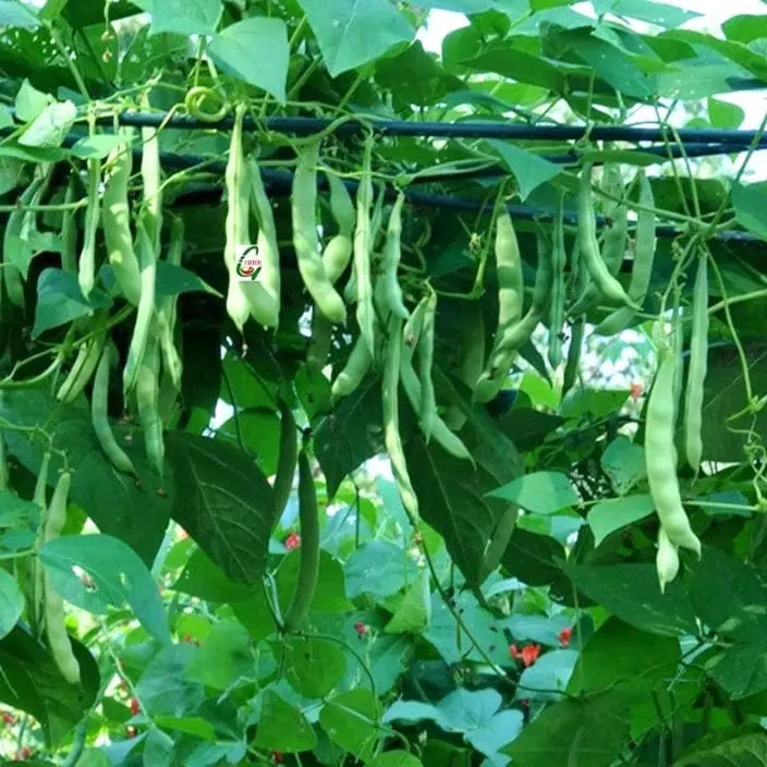 Pole Bean Garden Seeds  Ideal for Vertical Planting in Warm Seasons