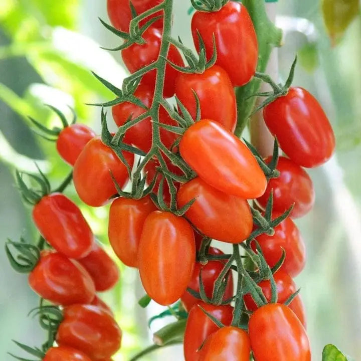 Red Pear Tomato Seeds – Organic Heirloom Tomatoes for Sweet, Pear-Shaped Fruit