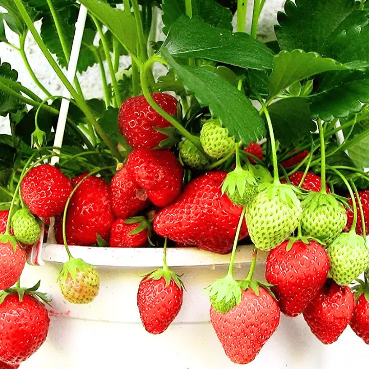 Strawberry Planting Seeds for Lush Garden Fruits - Easy to Grow