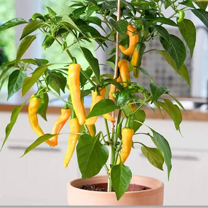 Yellow Pepper Vegetable Seeds for Planting