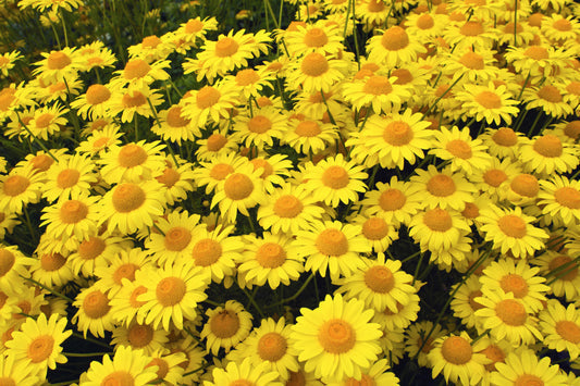 Packet of Golden Marguerite Daisy seeds for planting
