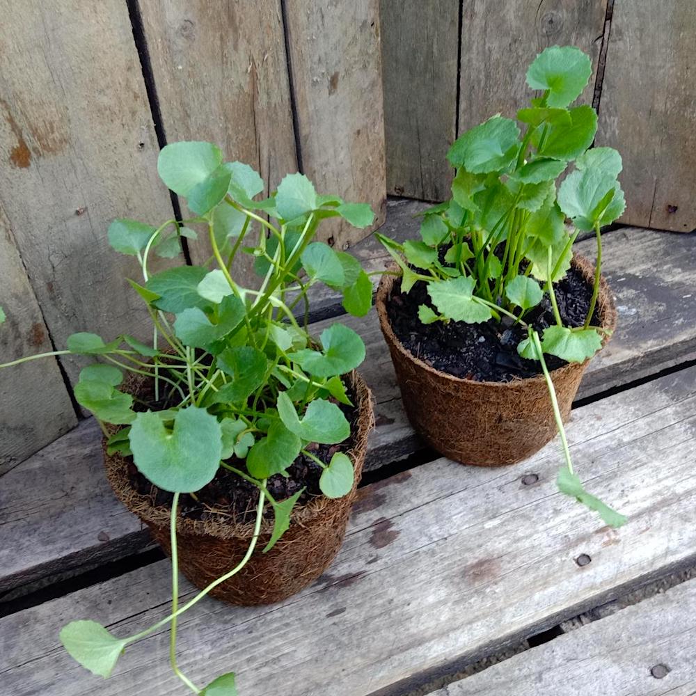 Gotu Kola Seeds for Easy Herbal Garden Planting