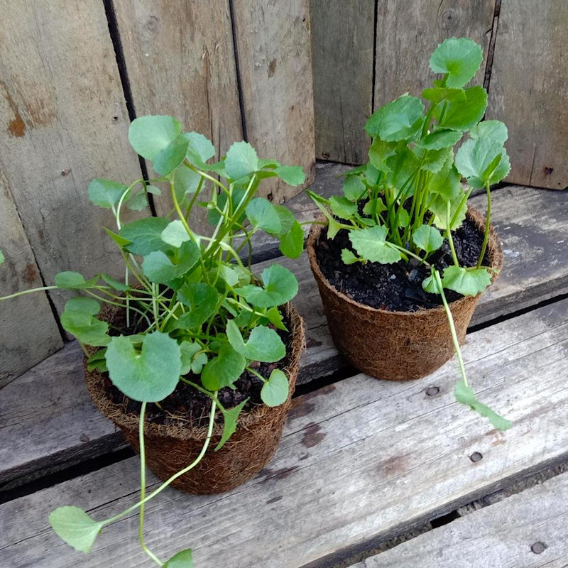 Gotu Kola Seeds for Easy Herbal Garden Planting