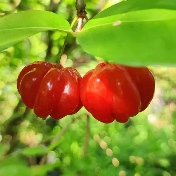 Surinam Fruit Planting Seeds - Exotic Berry Bush Seeds