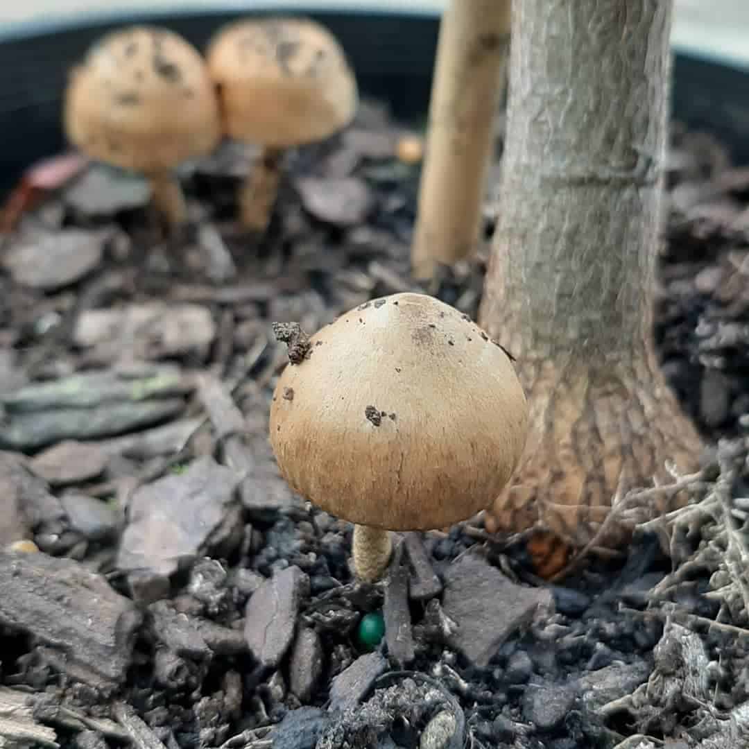 Gray mushroom seeds for planting in home garden non GMO variety
