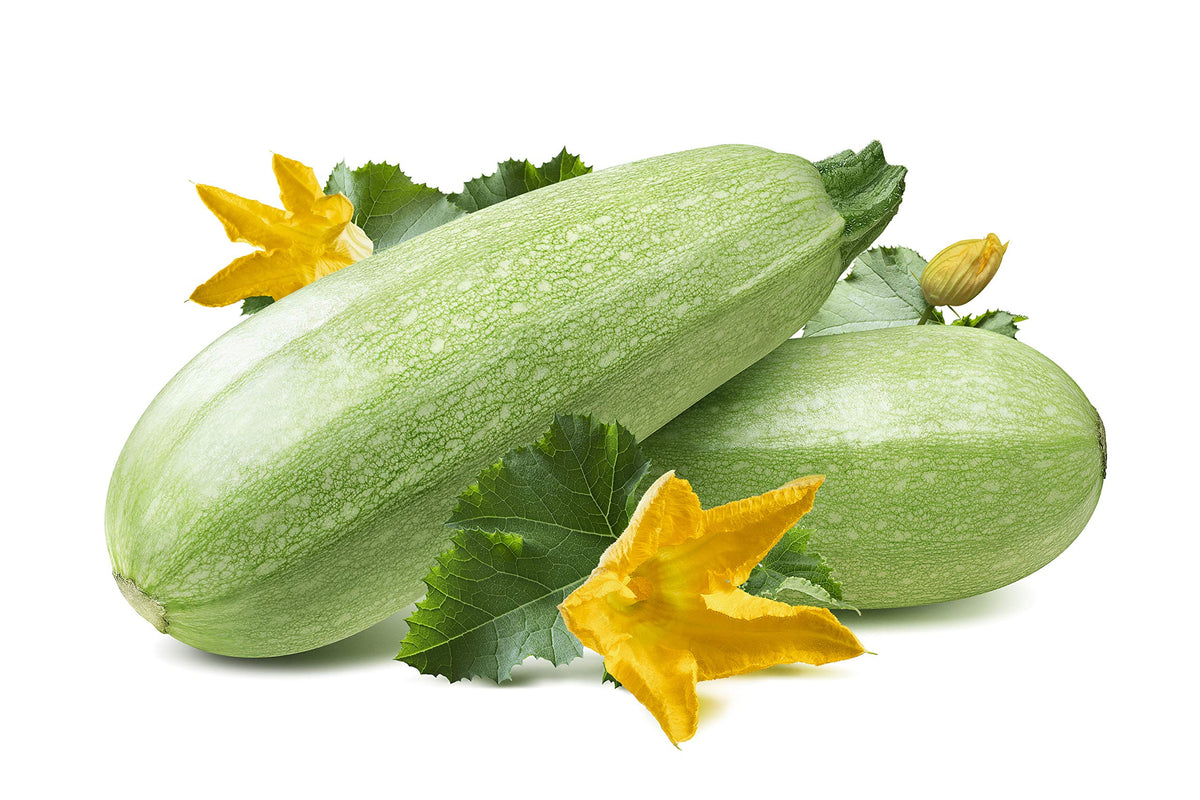 Gray zucchini plants growing in garden