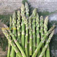 Green Asparagus Mary Washington Seeds For Perennial Planting Plant Seeds