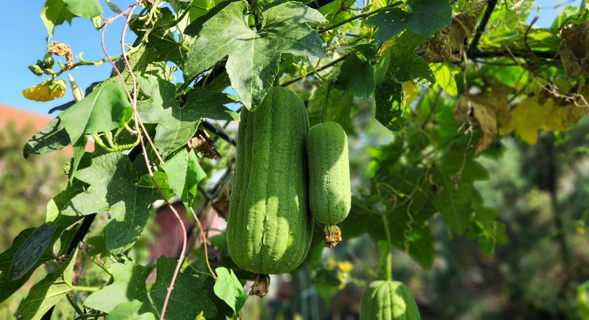 Green Brown Luffa Esmeralda plant flowers in bloom