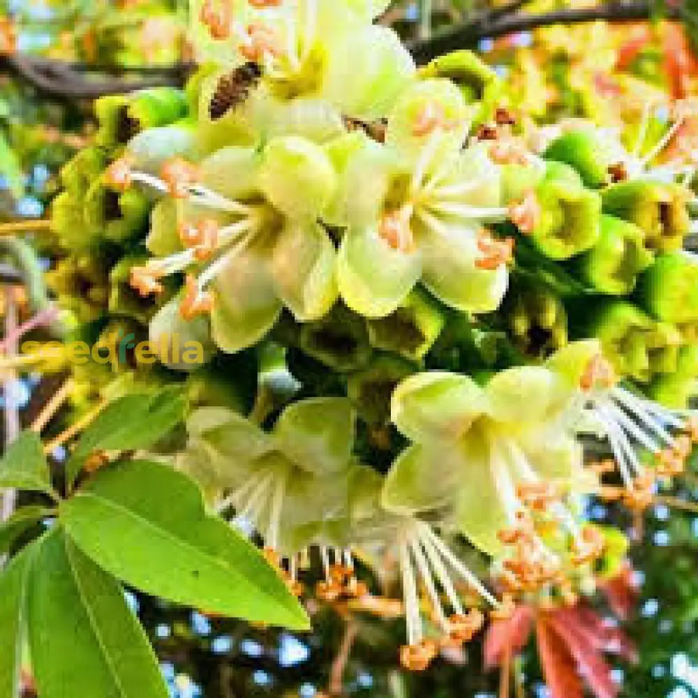 Green Ceiba Pentandra Flower Seeds For Planting  Create Stunning Tropical Gardens