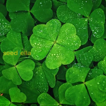 Green Clover Seeds For Planting - Hardy Perennial Flowering Garden Flower