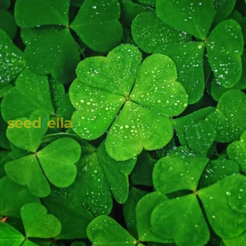 Green Clover Seeds For Planting - Hardy Perennial Flowering Garden Flower