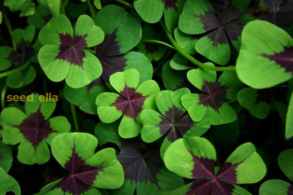Green Clover Seeds For Planting - Hardy Perennial Flowering Garden Flower