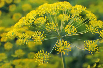 Green Galbanum seeds for planting