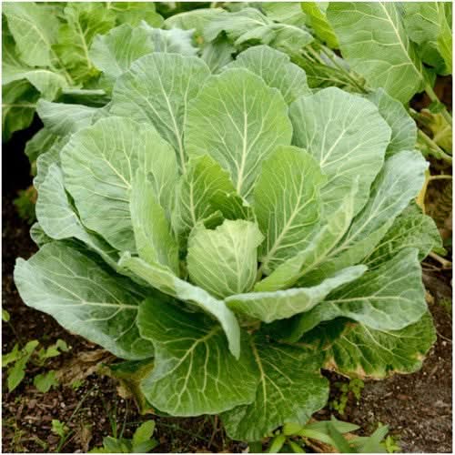 Green Georgia collard plants growing in garden