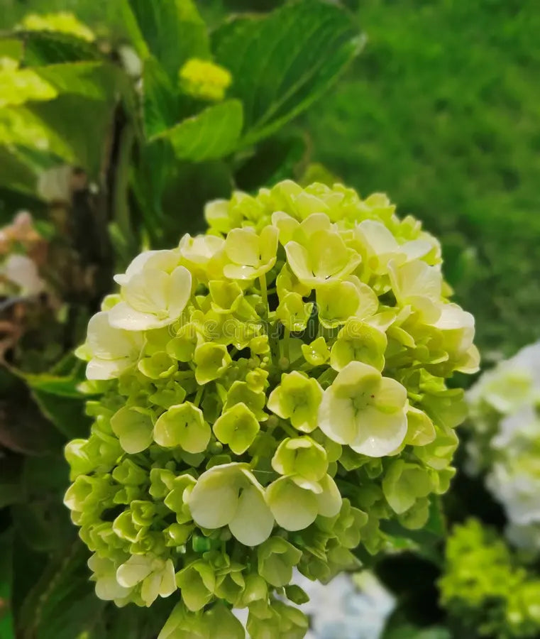 Dark Green Hydrangea Flower Seeds for Planting