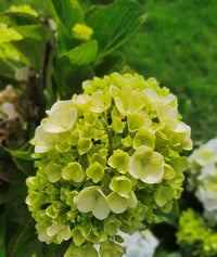 Dark Green Hydrangea Flower Seeds for Planting