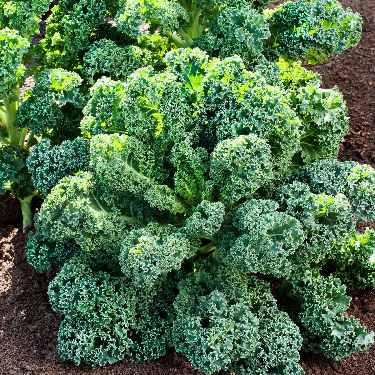 Green kale plants grown from seeds