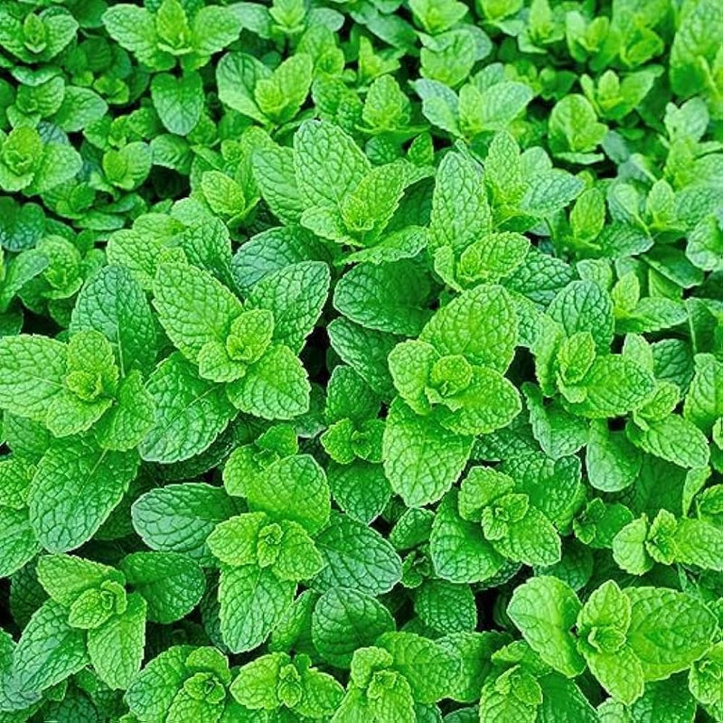 Green Mint seeds for planting aromatic herbs