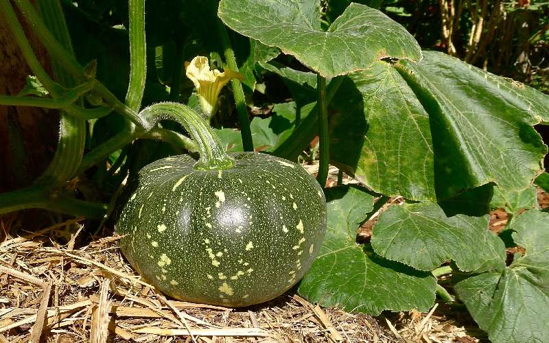 Green pumpkin seeds for planting non GMO variety