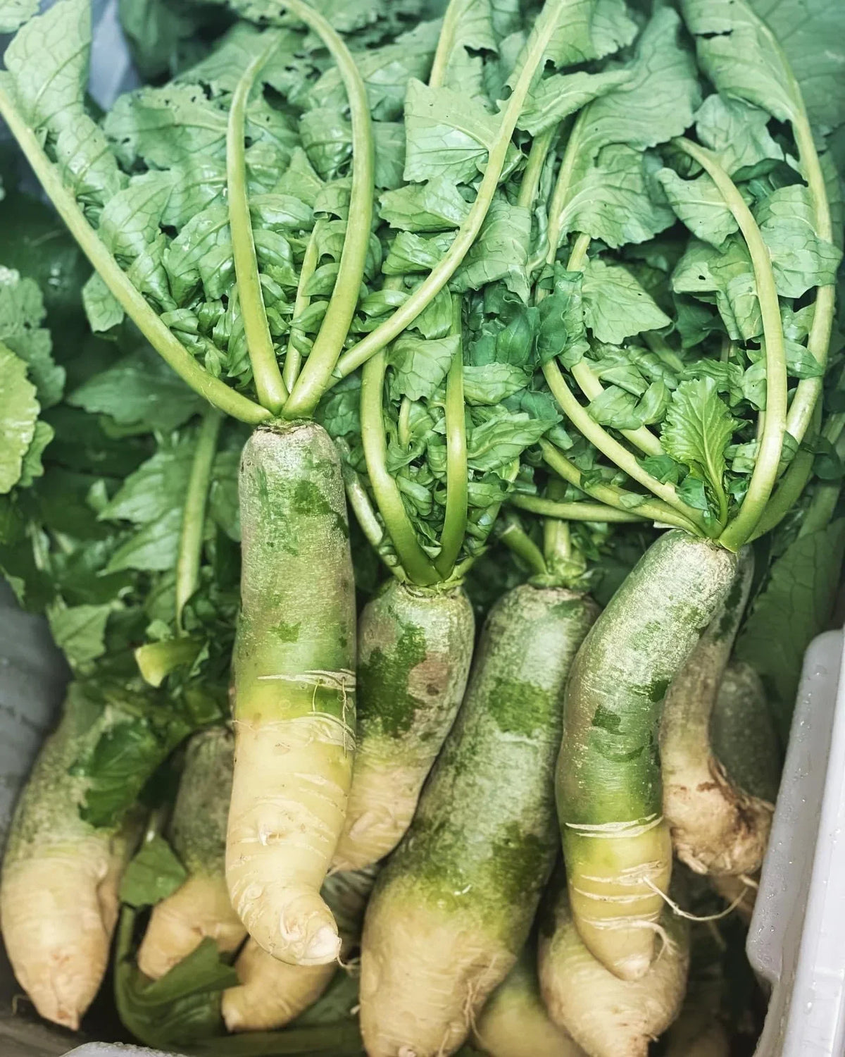 Green Radish seeds for home vegetable garden planting