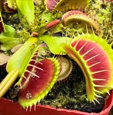 Green & Red Venus Flytrap seeds carnivorous plant