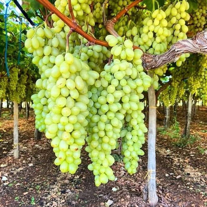 Grow Seedless Grapes: Quality Seeds for Planting