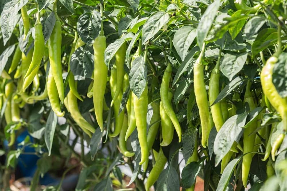 Green Sweet Pepper seeds for balcony and container gardening