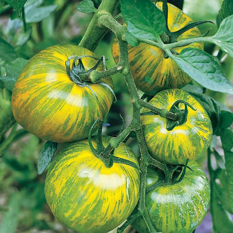 Green & Yellow tomato seeds for home garden non GMO variety