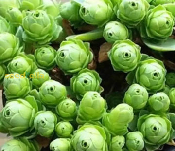 Greenovia Flower Seeds For Planting - Gorgeous Perennial Blooms Your Garden
