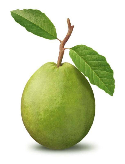 Guava Tree Seeds Psidium guajava white flower tropical fruit tree