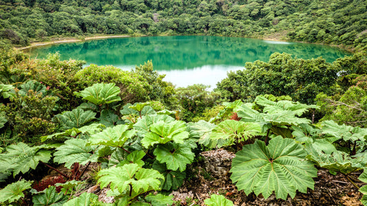 Packet of Gunnera insignis giant rhubarb plant seeds