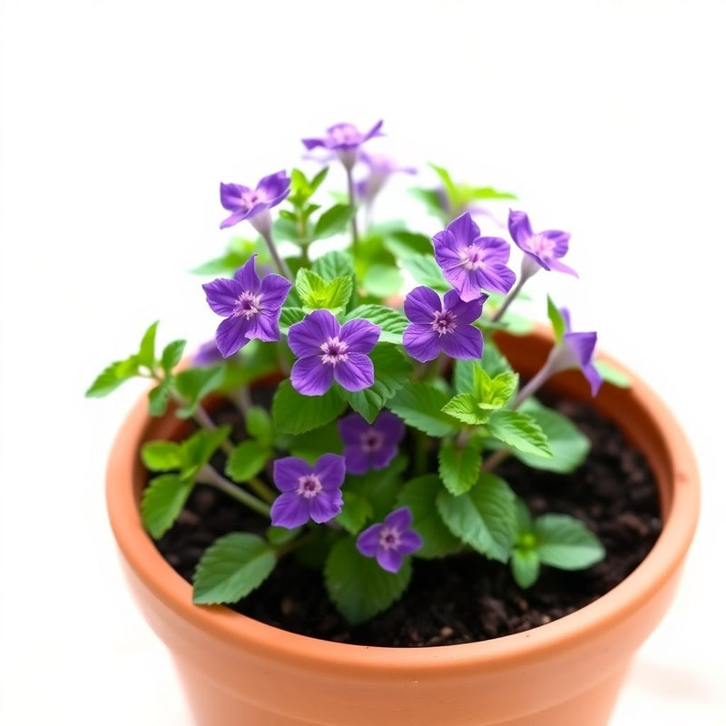 Purple Mint Flower seeds for Planting - Hardy Variety, Heirloom & GMO Free Seeds for Home Garden