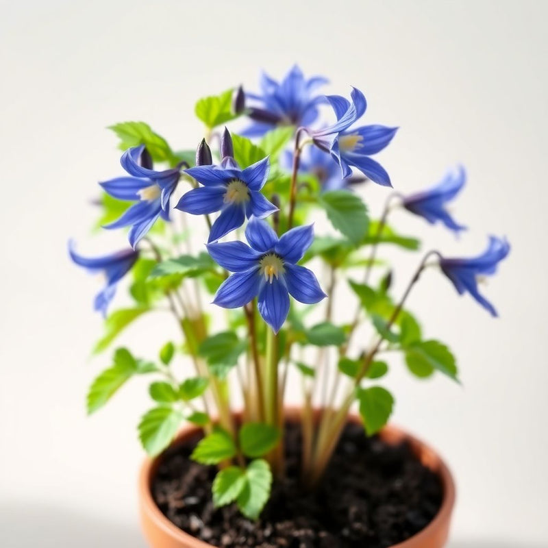 Aquilegia Blue Star Columbine Seeds for Unique Blue Flowers