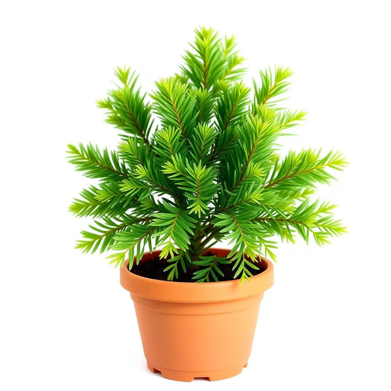 Abies Koreana Flower seeds for Planting - Shade Tolerant, Heirloom & GMO Free Seeds for Home Garden