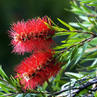 Hardy Bottlebrush Tree Seeds