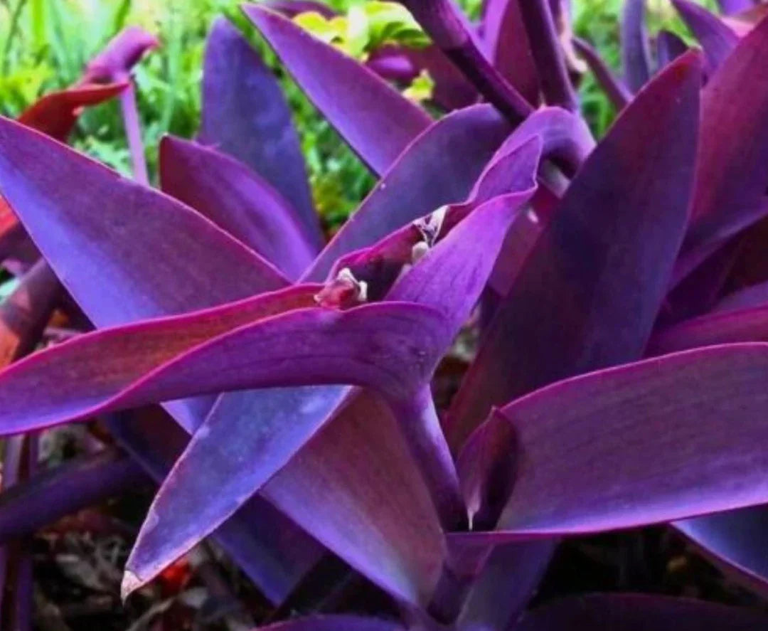 Hardy Setcreasea Garden Seeds