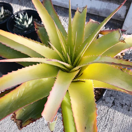 Hechtia Sp Tehuacan Flower seeds for Planting - Pollinator Friendly, Heirloom & GMO Free Seeds for Home Garden