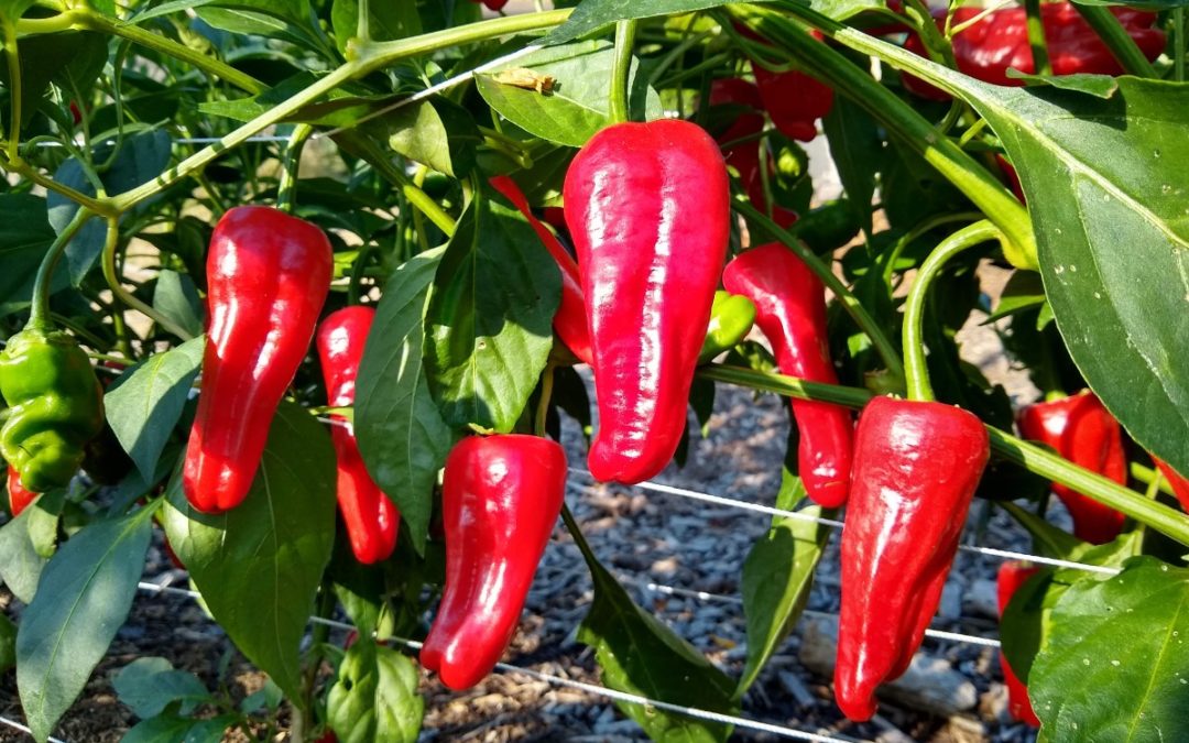 Heirloom Aleppo pepper seeds for planting