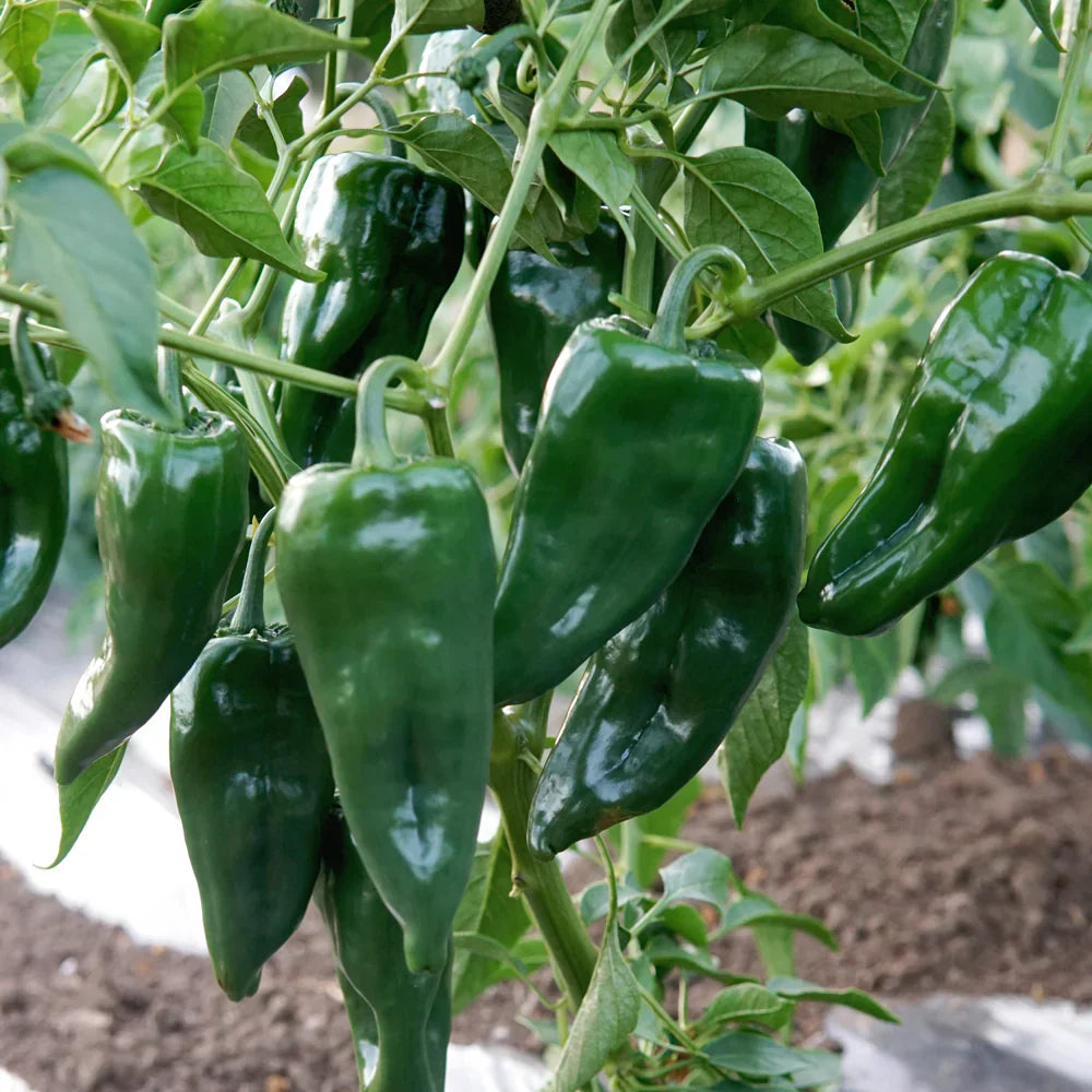 Heirloom Ancho Poblano pepper seeds for planting