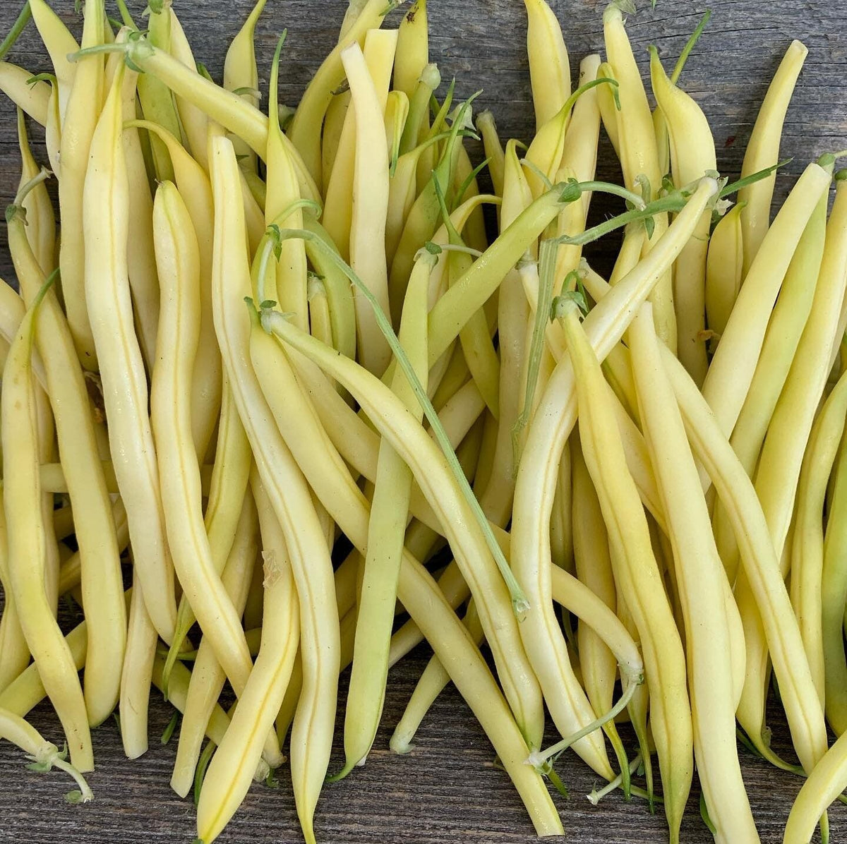 Heirloom Arikara bean plant seeds for garden growing