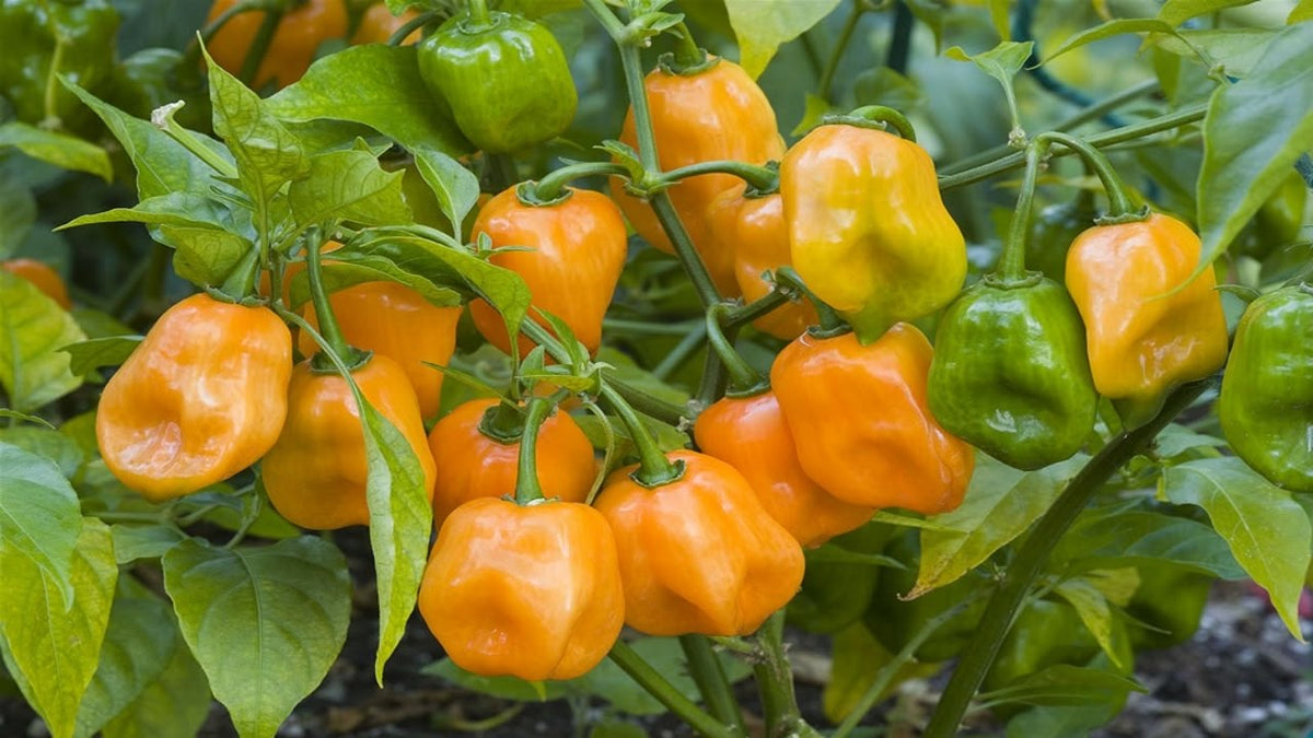 Heirloom Habanero Chili seeds for planting