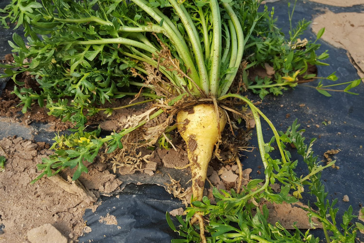 Heirloom Maca seeds for planting