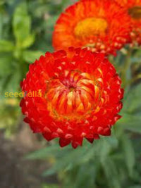 Helichrysum Red Bracteatum Flower Seeds For Planting  Vibrant Annuals