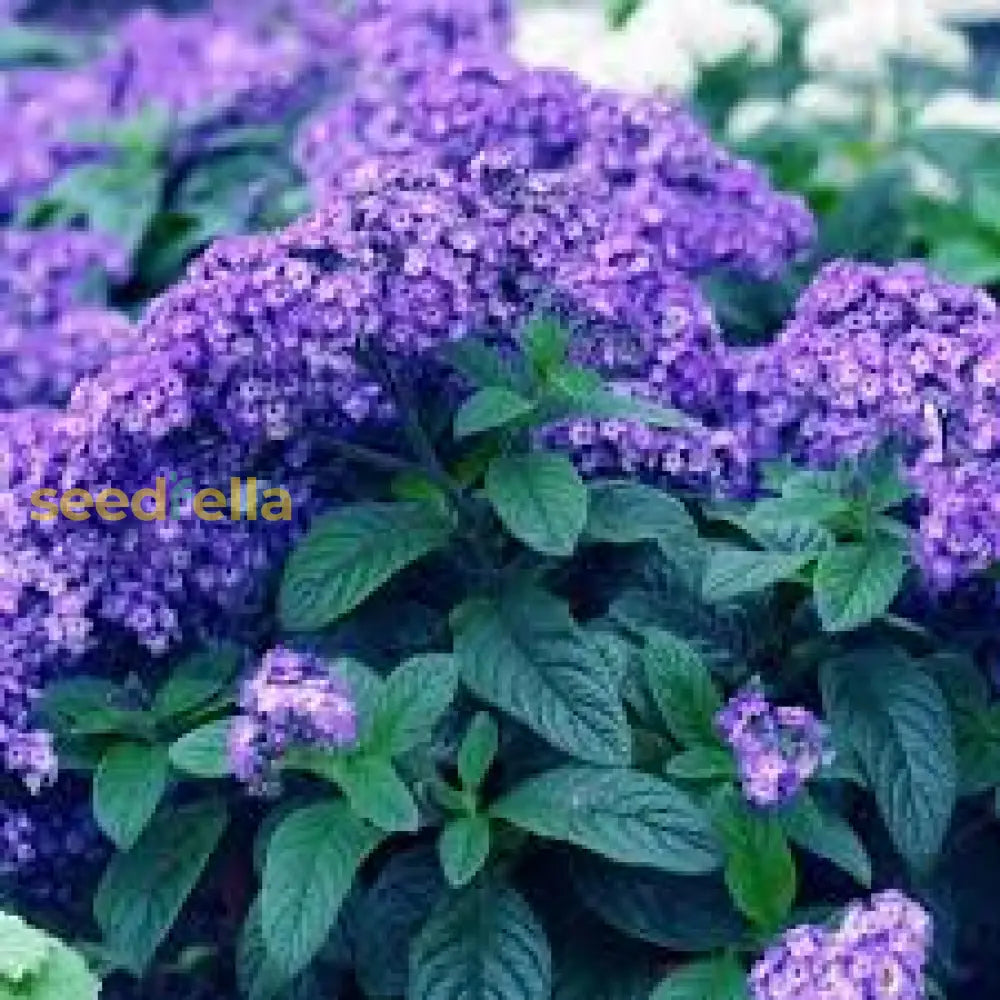 Heliotrope Blue Flower Seeds For Planting | Beautiful Fragrant Blooms