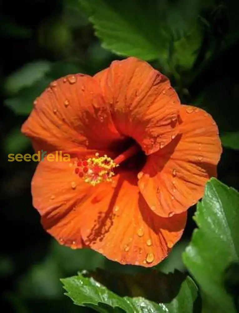 Hibiscus Orange Seeds For Planting - Stunning Tropical Blooms Flower