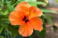 Hibiscus Orange Seeds For Planting - Stunning Tropical Blooms Flower