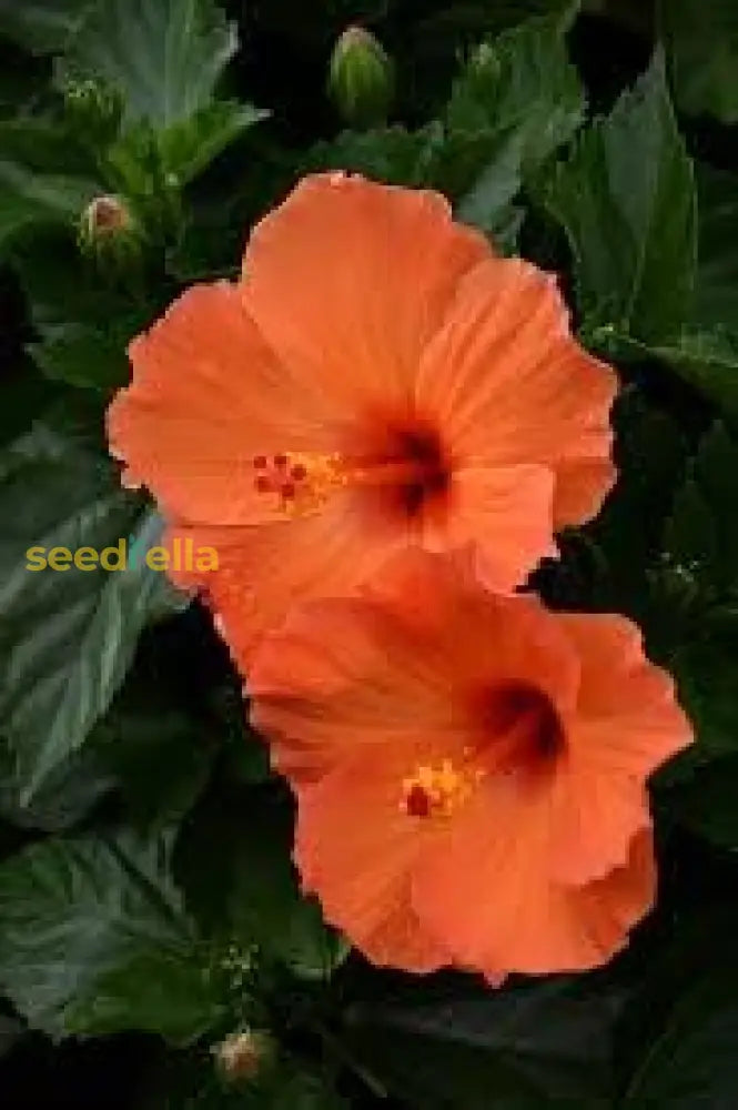 Hibiscus Orange Seeds For Planting - Stunning Tropical Blooms Flower