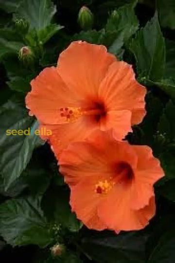 Hibiscus Orange Seeds For Planting - Stunning Tropical Blooms Flower