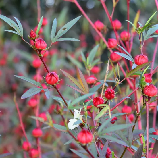 Hibiscus Roselle seeds Hibiscus sabdariffa red calyx plant